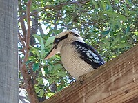Kookabura is iets van plan