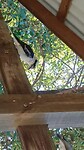 Kookabura pikt mijn ontbijt