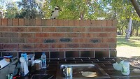 Kookabura aast op mijn pannekoek