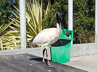 McDo Ibis