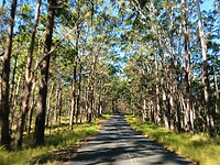 Eucalyptus laan