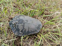 Schildpad helpen oversteken