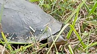Australische slangennekschildpad