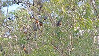 Ontelbaren vleermuizen (Flying foxes) in verschillende bomen