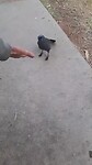 Apostelvogel eet uit mijn hand