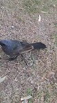 Apostelvogels geen bang