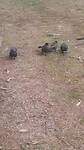 Drie soorten bedelende vogels