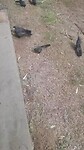 Bedelende Apostelvogels