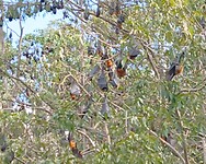 Grey-headed Flying foxes