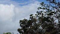 Zoveel Flying foxes in de bomen