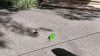 4 verschillende vogels delen of pikken van elkaar