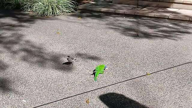 4 verschillende vogels delen of pikken van elkaar
