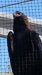 Valkyrie de Wedge Tailed Eagle