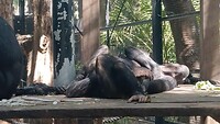Chimpansees