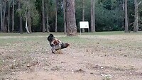 Ons tijdelijk vriendje, Tshoekie de kip