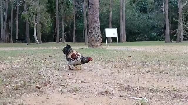 Ons tijdelijk vriendje, Tshoekie de kip