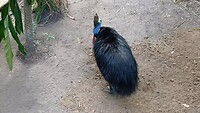 Cassowary