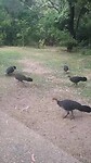Bush Turkeys