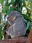 Slapende koala