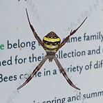 Sint-Andrieskruisspin (St. Andrew's Cross Spider)
