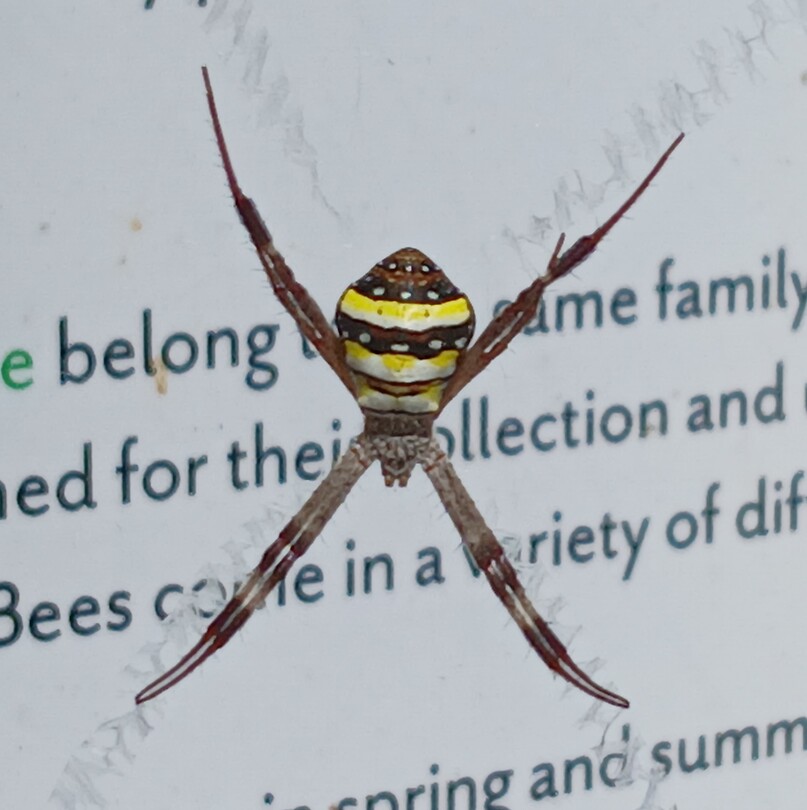 Sint-Andrieskruisspin (St. Andrew's Cross Spider)