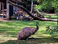 Twee emoes in het park