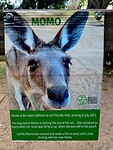 Momo de kangoeroe hoe hier beland