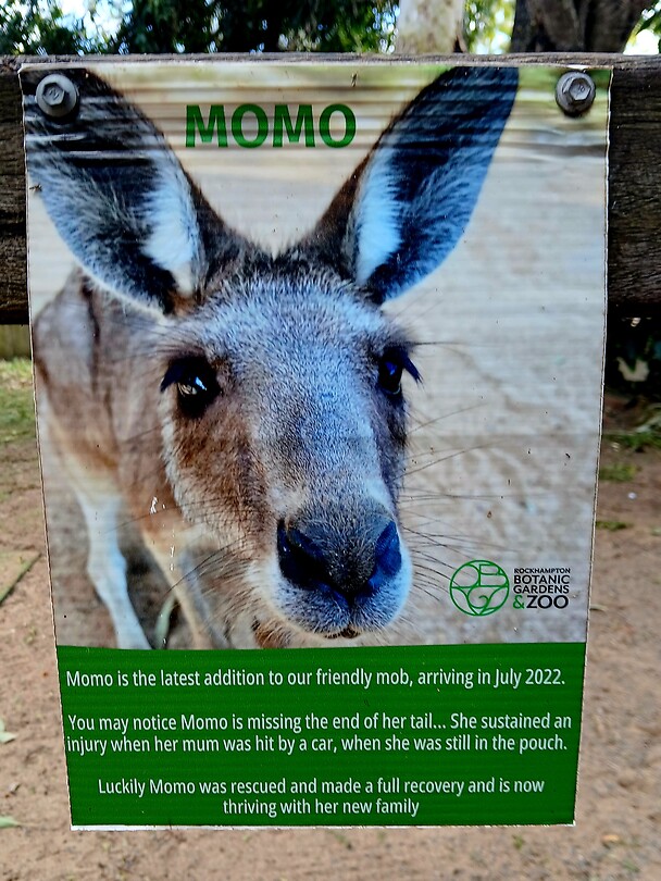 Momo de kangoeroe hoe hier beland
