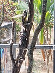Frilled Lizards