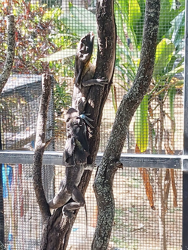 Frilled Lizards