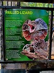 Info Frilled Lizards