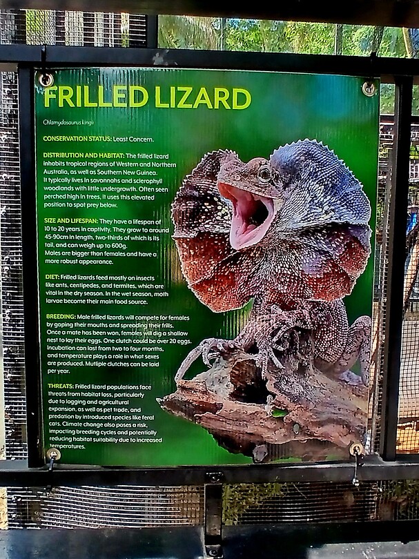 Info Frilled Lizards