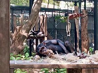 Chimpansees ook aanwezig