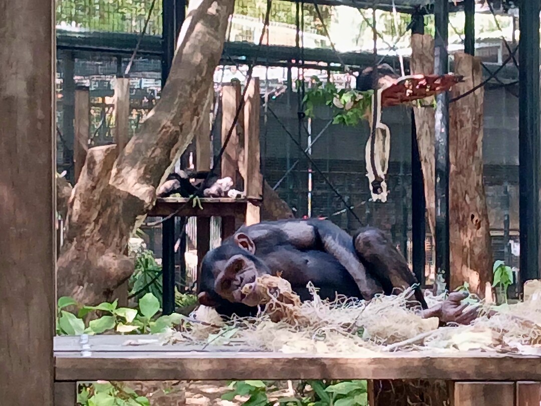 Chimpansees ook aanwezig