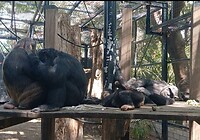 Groep chimpansees