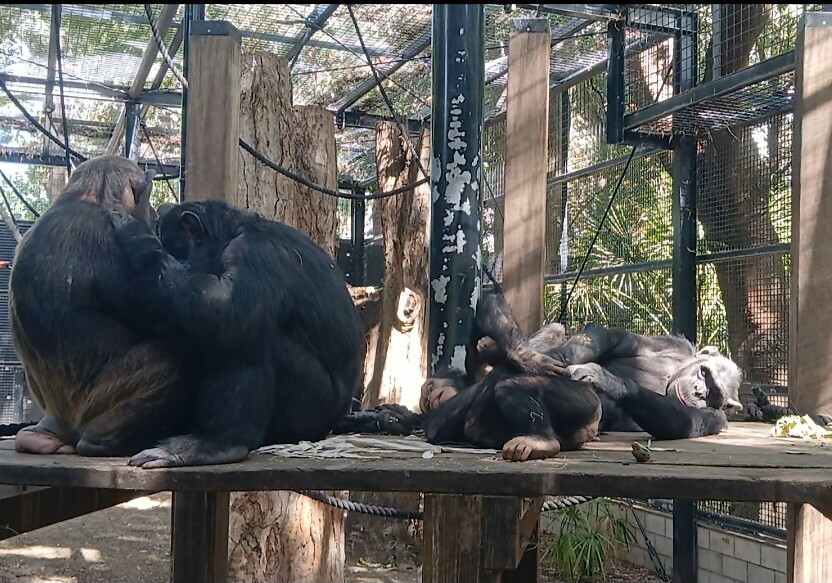 Groep chimpansees
