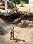 Schattige stokstaartjes of meerkats