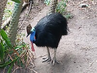 Cassowary