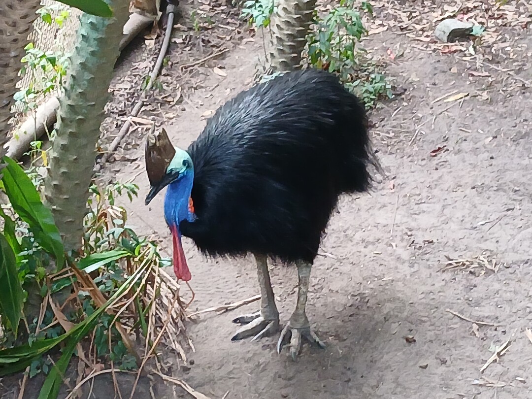 Cassowary