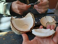 Na het drinken, knabbelen aan het lekkere kokosvlees
