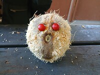 Onze 'Wilson'