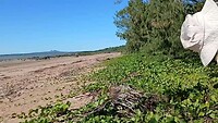 Kokosnoten gaan halen op het strand, vers van de boom