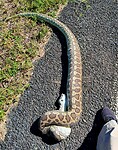 Grote python, zie mijn voet als vergelijking