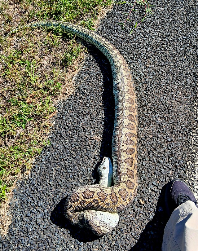 Grote python, zie mijn voet als vergelijking