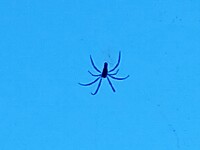 Grote spin van zeker 7cm doorsnede in een groot web