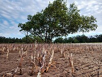 Mangroves ook aanwezig op dit mooi strand