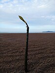 Dit jong mangrove-plantje wil ècht groeien