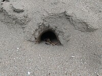 Grote gaten in het zand?