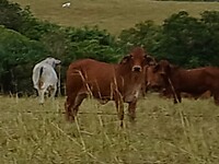 Ras: Red Brahman