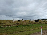 Brahman koeien
